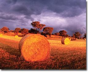 Riverina Region