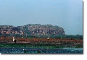 Kakadu